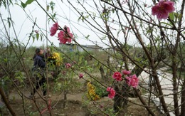 Hoa đào đã nở ở vườn đào Nhật Tân