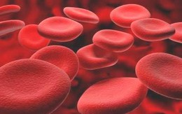 Chỉ 40% bệnh nhân rối loạn đông máu được chăm sóc thường xuyên