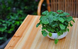 Bàn làm việc mướt mắt với cây thủy sinh dễ trồng