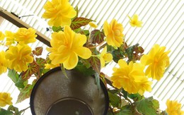 5 loài hoa nở bung rực rỡ khi đông sang