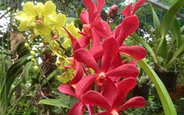 Giàn phong lan, cẩm cù đẹp mê hồn của người mẹ xứ Quảng