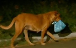 Chuyên cảm động chú chó đi 6km mỗi đêm để mang thức ăn về cho gia đình