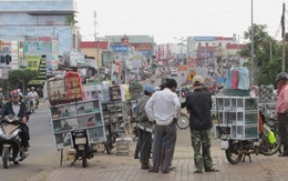 Những chiêu độc tận diệt chim trời