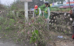 Hà Nội: Đào thế nở bung bét, dân buôn vừa bán vừa vứt