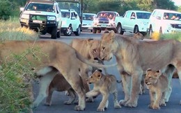 Kinh ngạc bầy sư tử kéo nhau ra đường ăn ngủ gây ách tắc giao thông