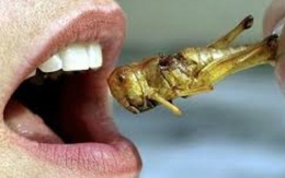 Ăn côn trùng tốt hơn ăn thịt