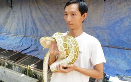 Nuôi trăn đột biến làm kiểng ở miền Tây