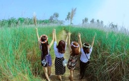 Giới trẻ đổ xô đi ngắm bãi cỏ lau tuyệt đẹp bên sông Lam