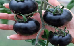 Vì sao cà chua đen giá tới 140 nghìn/kg mà xếp hàng không mua nổi?