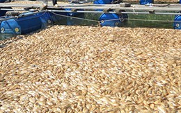 "Choáng" với hình ảnh 20 tấn cá chết trắng trong lồng ở Đà Nẵng