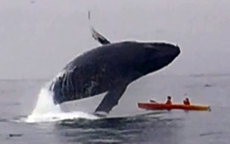 Kinh hoàng cá voi 40 tấn bổ nhào xuống hai người bơi thuyền