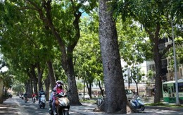 Nhiều dự án ở Sài Gòn “né” cây xanh