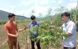 Nông dân khóc ròng vì ​nghe thương lái gạ trồng hàng chục hecta cây chùm ngây