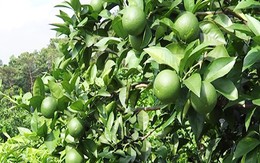 Thu hàng trăm triệu đồng nhờ trồng chanh tứ quý