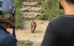 Hi hữu: Vây bắt chú khỉ "thích" tấn công phụ nữ trên đỉnh Sơn Trà