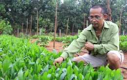 “Trùm đá đỏ” trắng tay thành ông chủ hơn 100 ha rừng keo