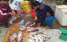 Lập lờ cá sông thành cá suối Sa Pa: Người mua mất tiền oan