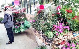 Kỳ lạ chuyện “vườn tràn ra phố” ở Hà Nội