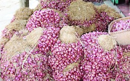 Bán hành từ thiện, nhiều điểm hút hàng