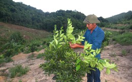 Chàng sinh viên bỏ học về quê “nuốt lưỡi búa”