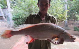 Con cá lạ nặng 2,5 kg được trả giá 200 triệu đồng