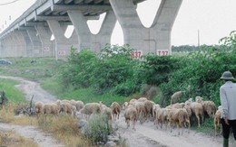 Kiếm trăm triệu mỗi năm nhờ chăn cừu ở chân cầu Vĩnh Tuy