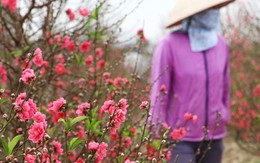 Người trồng đào Nhật Tân khốn đốn vì hoa nở bung trong nắng ấm