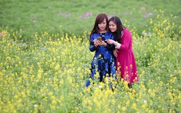 Thung lũng hoa hồ Tây hồi sinh sau khi bị giẫm nát