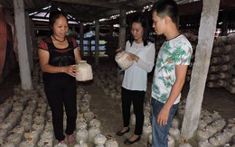 Người phụ nữ nghèo thành chủ trang trại nấm linh chi bạc tỷ