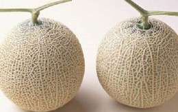 Vì sao dưa lưới Nhật Bản có giá nửa tỷ/cặp ?