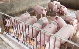 Gom lợn bán sang Trung Quốc đẩy giá thịt lợn tăng