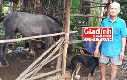 Hậu vận buồn thảm của chủ ngựa một thời lừng lẫy phải dắt vợ, con sống bám nghĩa trang