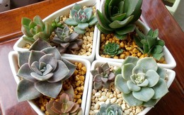 6 loại cây cảnh đẹp ngất ngây khiến bạn không thể rời mắt