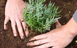 Nở rộ trào lưu trồng cây gia vị phương Tây