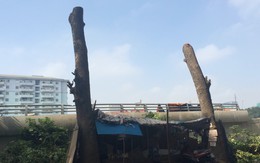Hà Nội: Nhiều cây to tiếp tục bị đốn hạ
