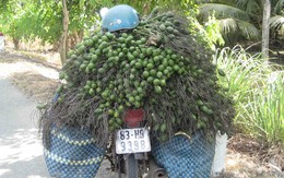 Cau tươi tăng giá chóng mặt vì khan hiếm