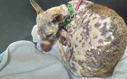 Chú chó bị buộc chặt mõm ở Bến Tre sau 1 tuần điều trị
