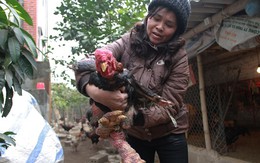 Bí kíp nuôi gà Đông Tảo tiến vua lãi 400 triệu đồng mỗi năm