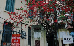 Những chùm hoa giấy đỏ rực, bạn sẽ không nghĩ nó hợp với mùa đông Hà Nội đến thế đâu!