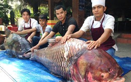 2 con cá hô nặng 240 kg về TP HCM