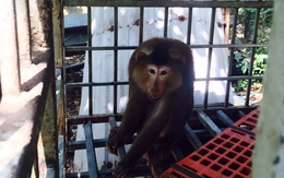 Người dân Đà Nẵng bỏ 5 triệu để cứu một chú khỉ khỏi... bàn nhậu