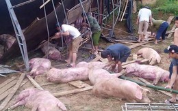 Lật ôtô tải, hàng chục con lợn bị đè chết