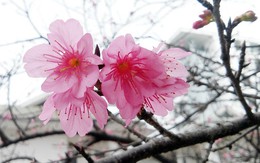 Ngắm hoa anh đào Nhật Bản "xịn" giữa lòng Hà Nội