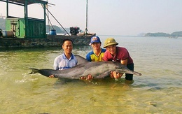 Quảng Ninh: Ngư dân huyện Cô Tô thả cá heo mắc cạn về biển