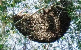 Hi hữu ở Long An: Cảnh sát chữa cháy tiêu diệt... đàn ong