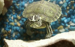 Giải pháp vận dụng phong thủy giúp sự nghiệp hanh thông, công danh sáng lạn