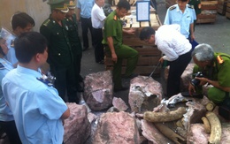 Gần 1 tấn ngà voi, sừng tê giác nhập lậu bị bắt tại Đà Nẵng