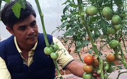 Trang trại rau hữu cơ kiểu Nhật trên cao nguyên