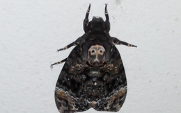 Xôn xao “bướm hình mặt Phật” xuất hiện ở Hà Nội