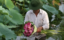 Ngắm sen Tây Hồ đẹp long lanh trong nắng sớm